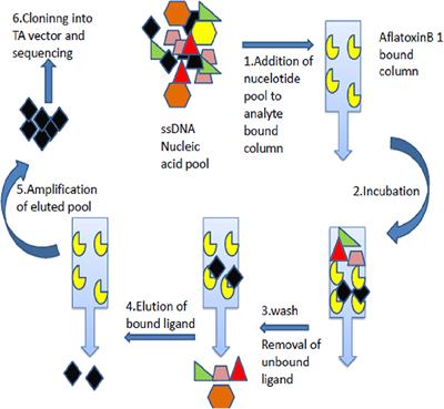 Development of Hybrid IgG-Aptamer Sandwich Immunoassay Platform for Aflatoxin B1 Detection and Its Evaluation Onto Various Field Samples